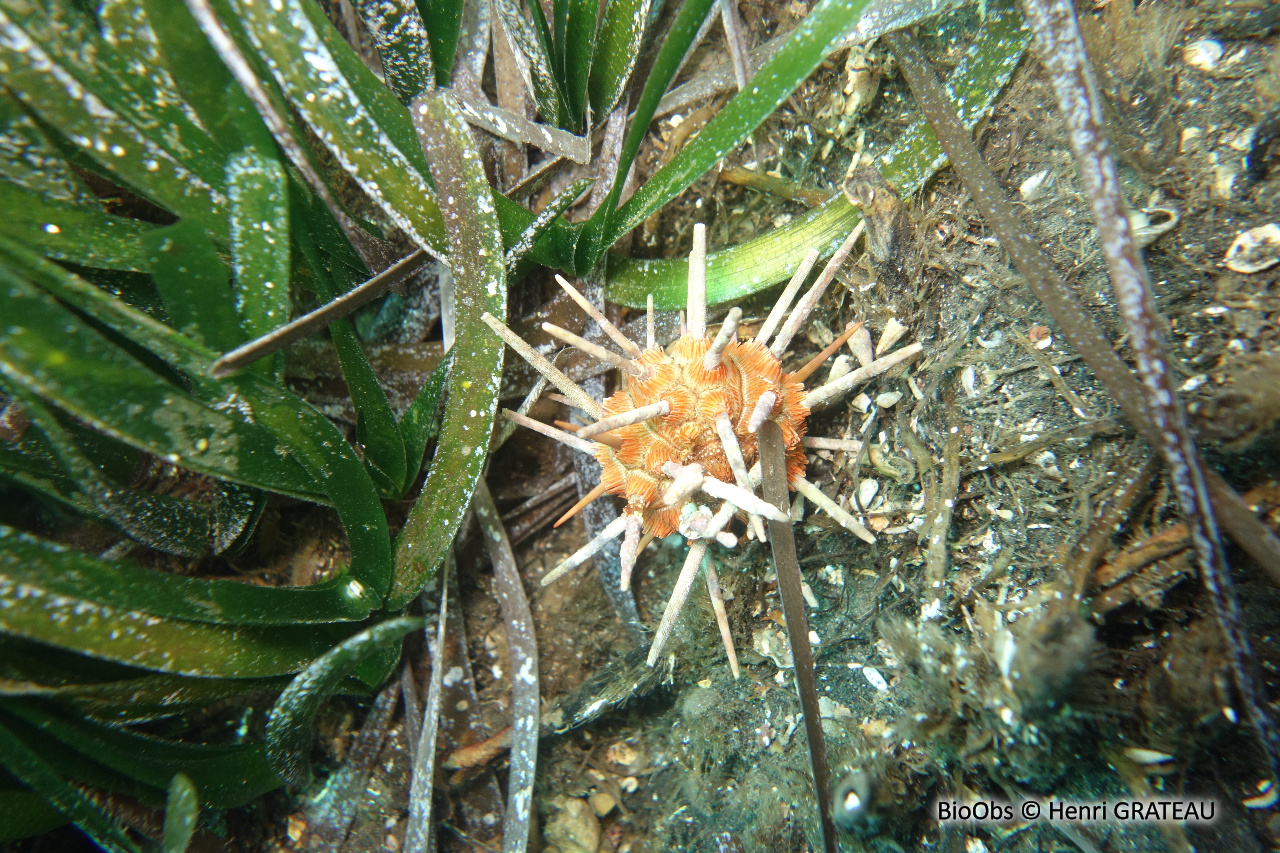Oursin lance rouge - Stylocidaris affinis - Henri GRATEAU - BioObs