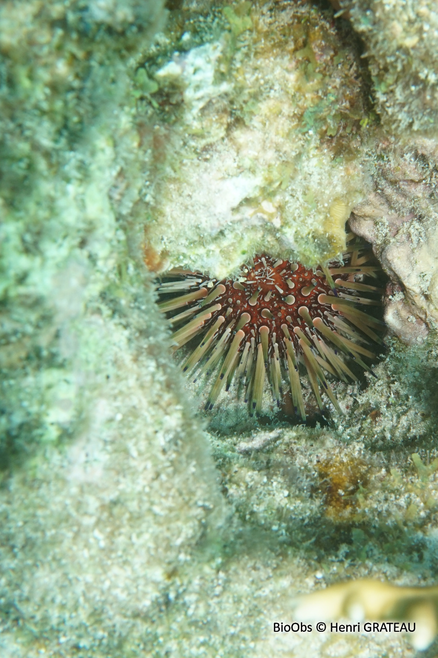 Oursin de récif des antilles - Echinometra viridis - Henri GRATEAU - BioObs