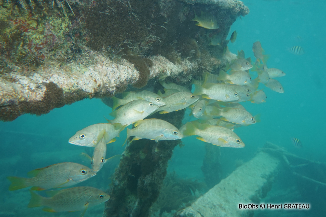Sarde jaune - Lutjanus apodus - Henri GRATEAU - BioObs
