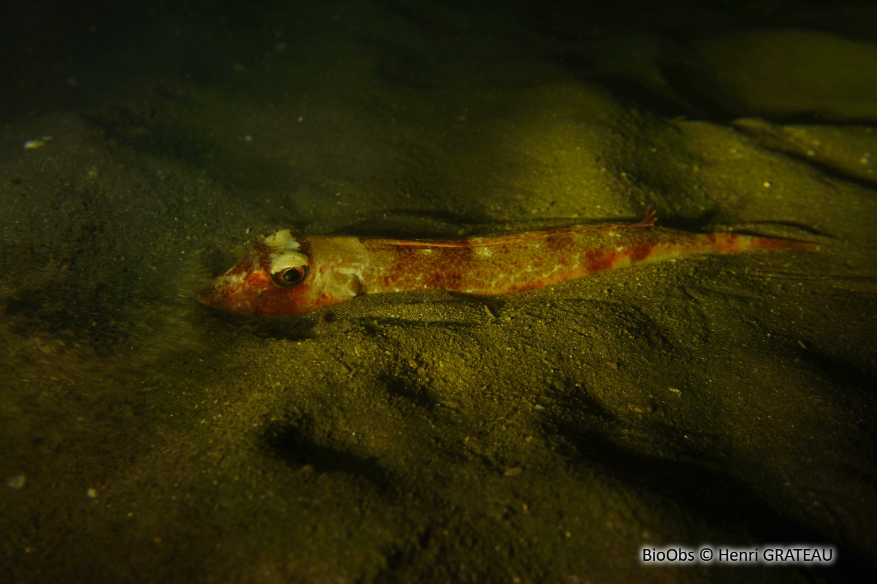 Grondin morude - Chelidonichthys obscurus - Henri GRATEAU - BioObs