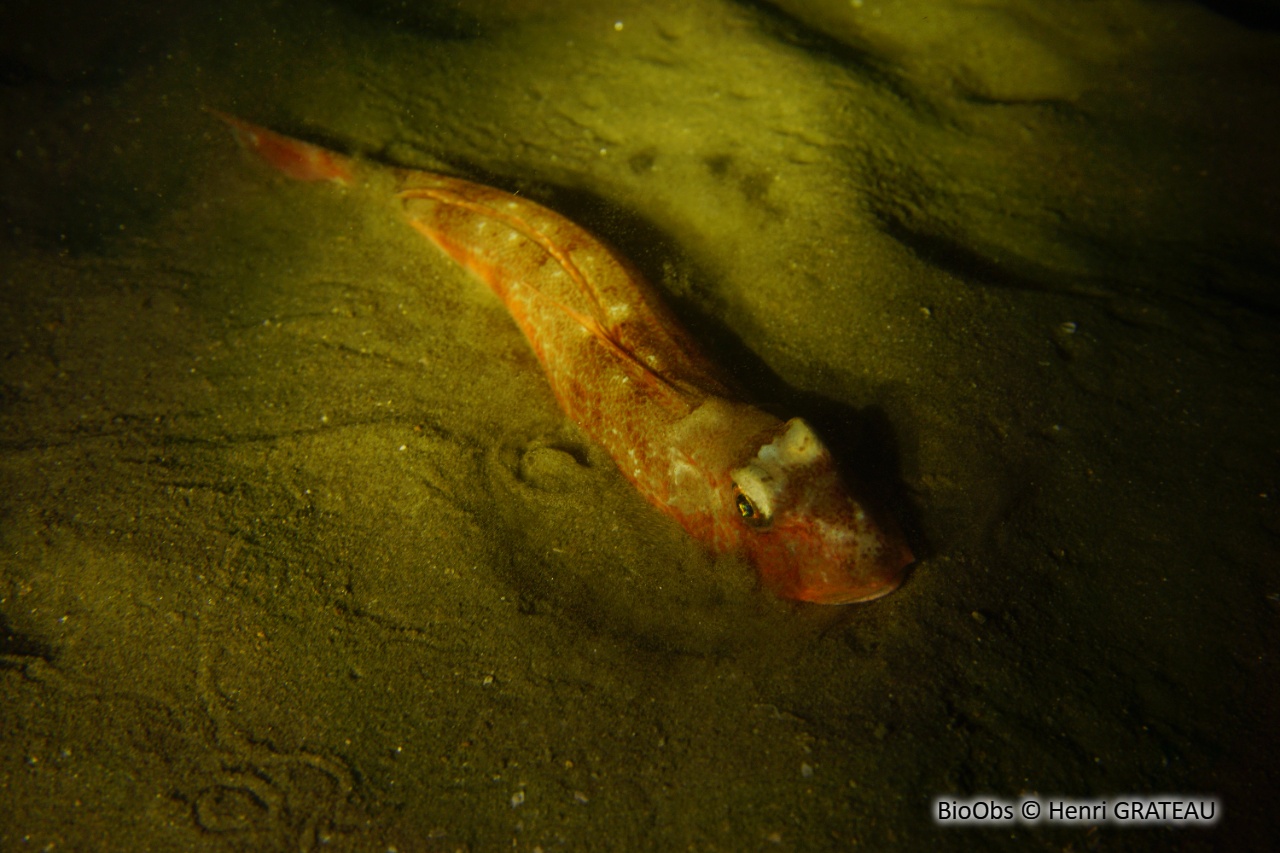 Grondin morude - Chelidonichthys obscurus - Henri GRATEAU - BioObs