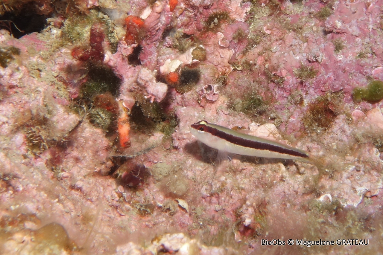 Gobie rayé - Gobius vittatus - Maguelone GRATEAU - BioObs