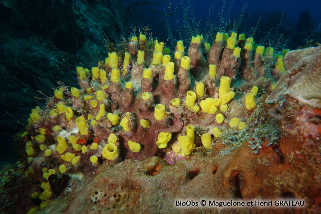 Eponge perforante jaune - Siphonodictyon coralliphagum - Maguelone GRATEAU - BioObs