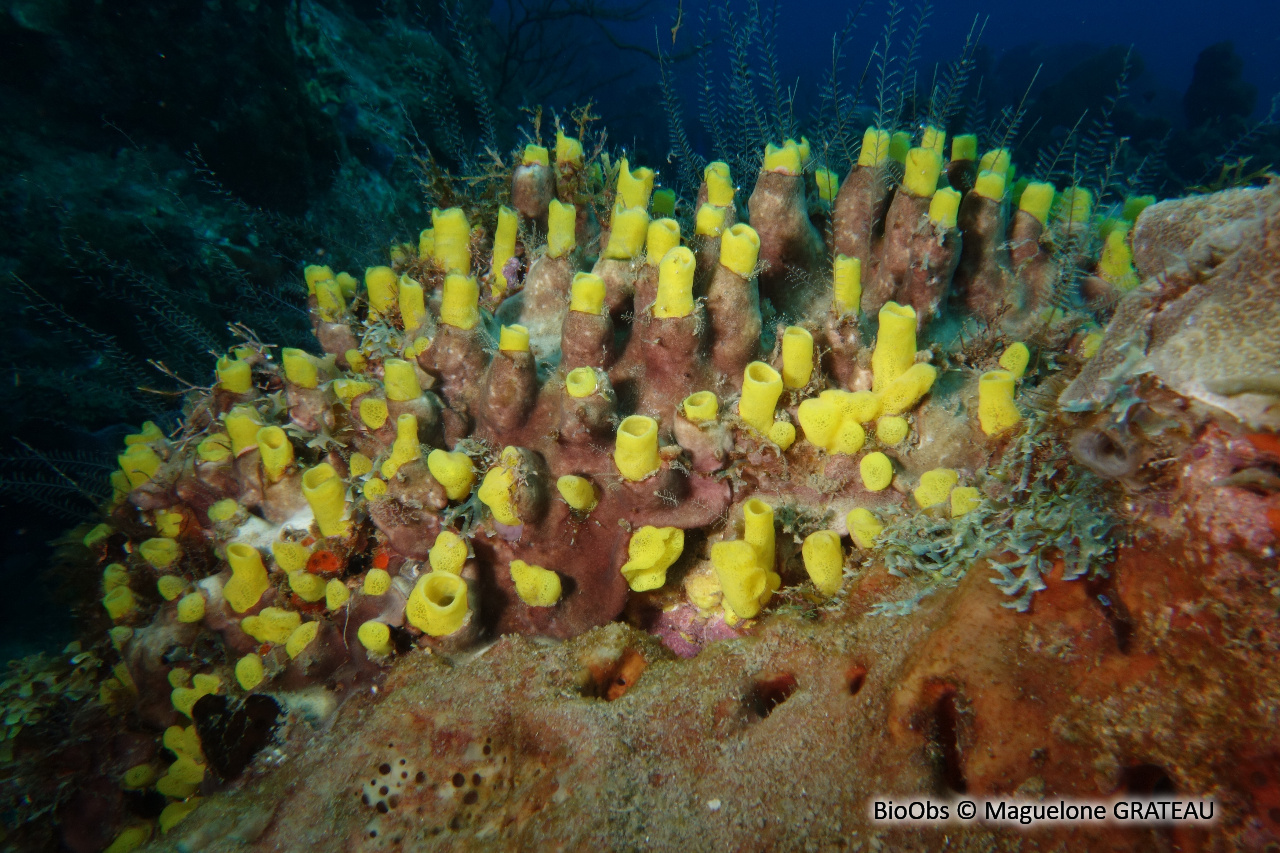 Eponge perforante jaune - Siphonodictyon coralliphagum - Maguelone GRATEAU - BioObs