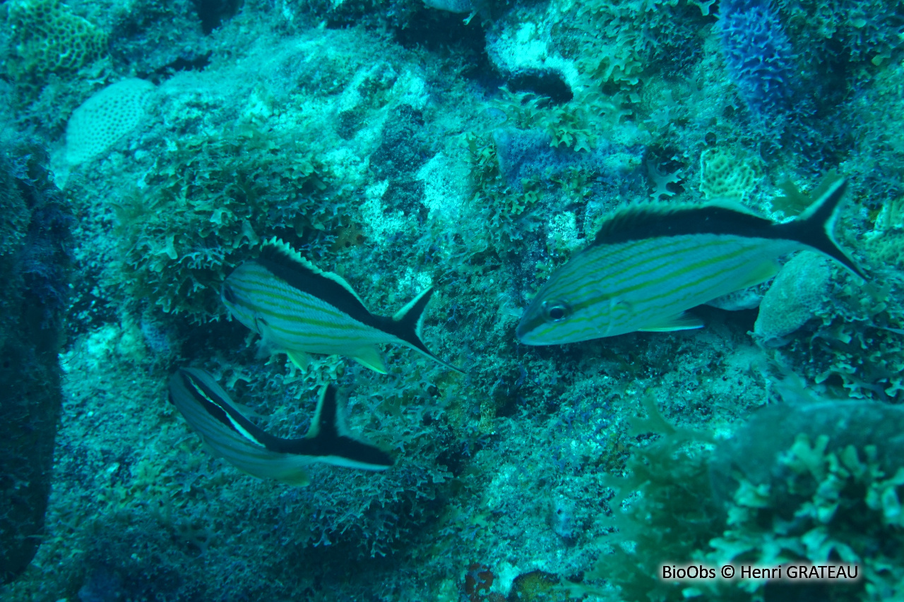 Gorette mèche - Haemulon melanurum - Henri GRATEAU - BioObs