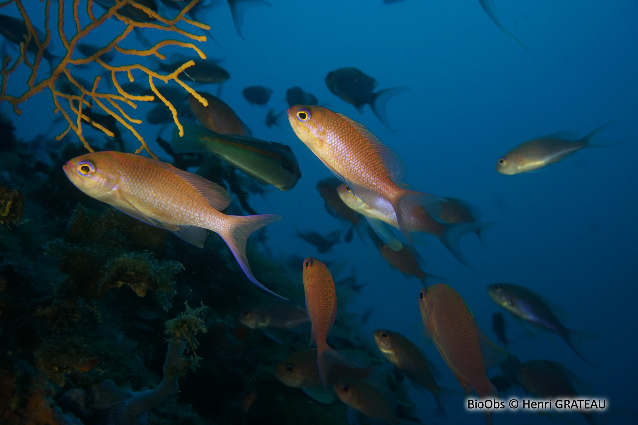 Barbier - Anthias anthias - Henri GRATEAU - BioObs