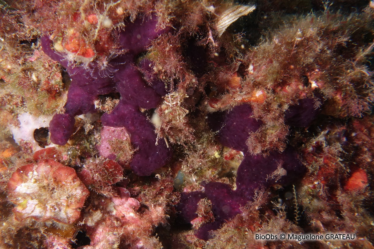 Ascidie coloniale pourpre - Cystodytes dellechiajei - Maguelone GRATEAU - BioObs