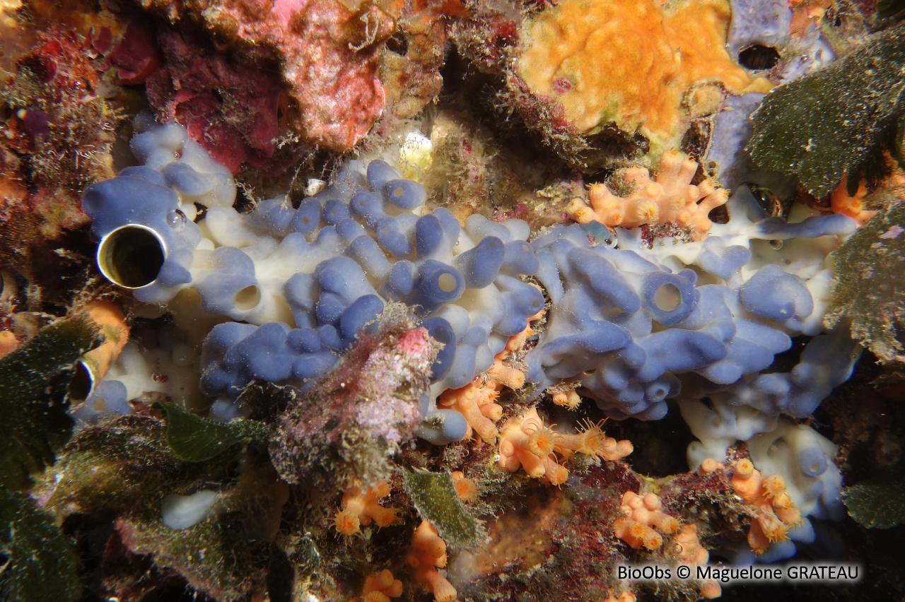 Oscarelle bleu-violet - Oscarella lobularis - Maguelone GRATEAU - BioObs