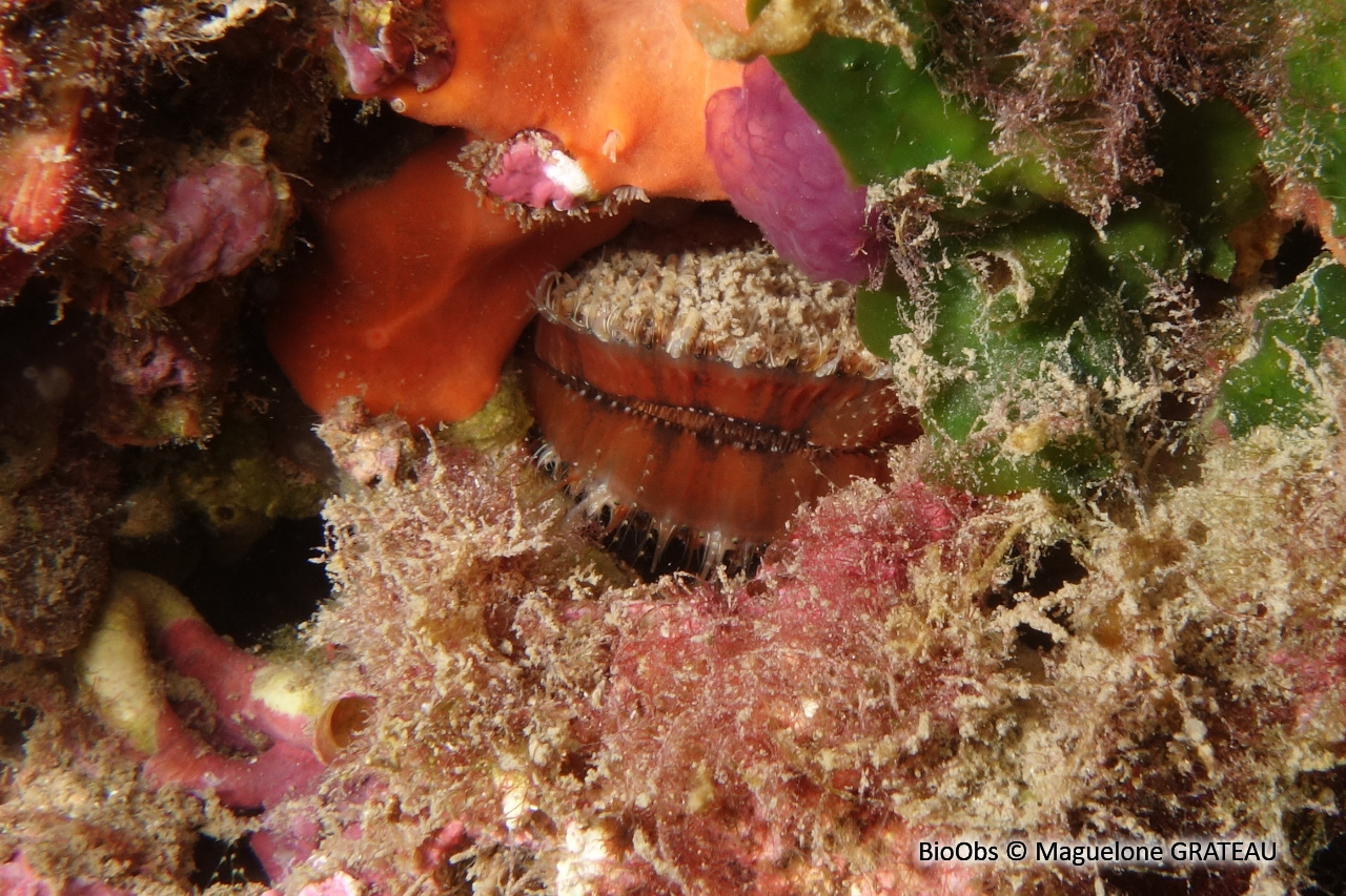 Lime écailleuse - Lima lima - Maguelone GRATEAU - BioObs