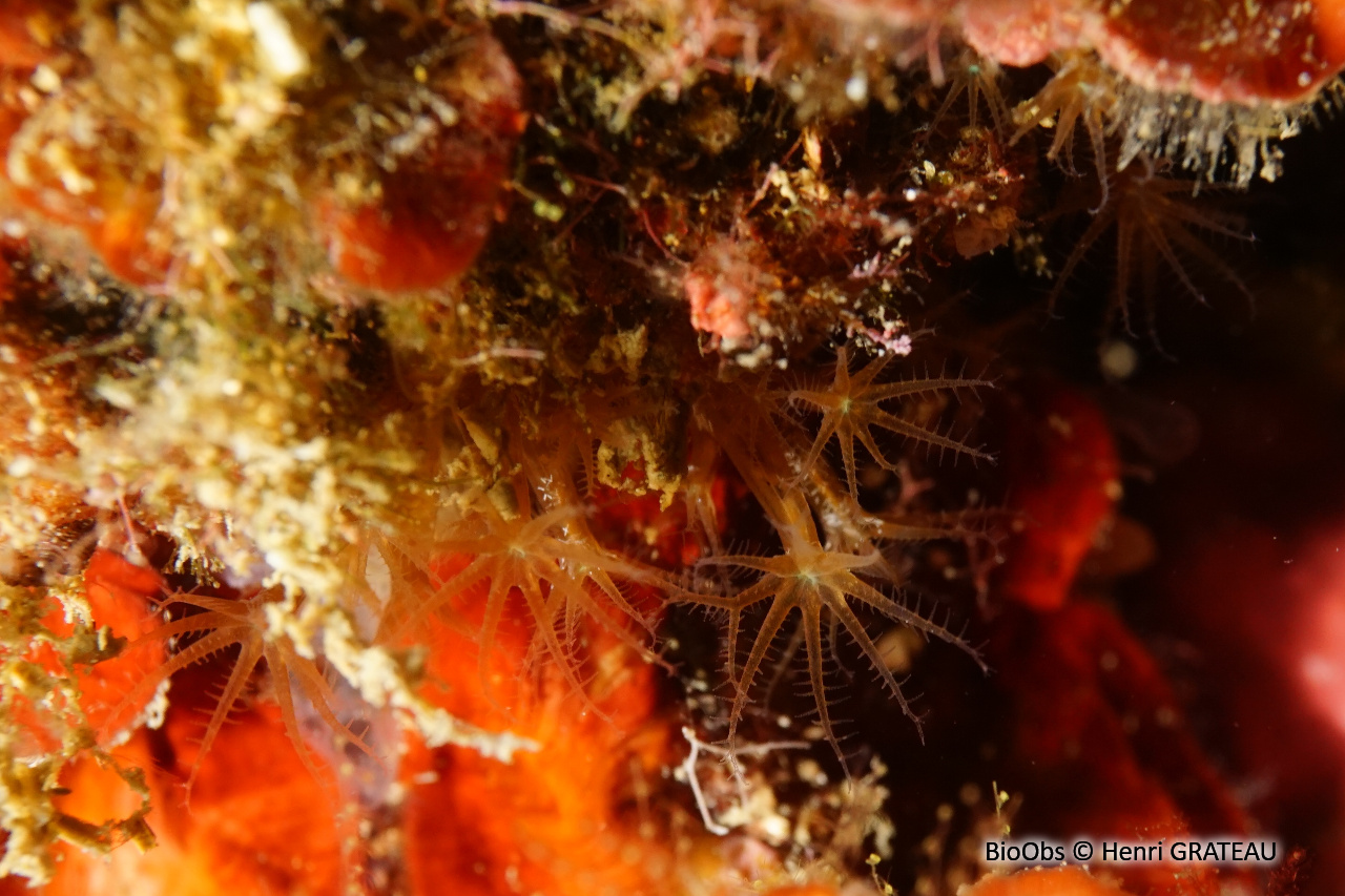 Alcyon brun - Maasella edwardsi - Henri GRATEAU - BioObs