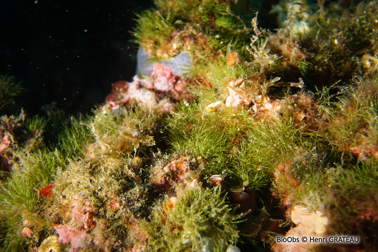 Gazon - Pedobesia simplex - Henri GRATEAU - BioObs