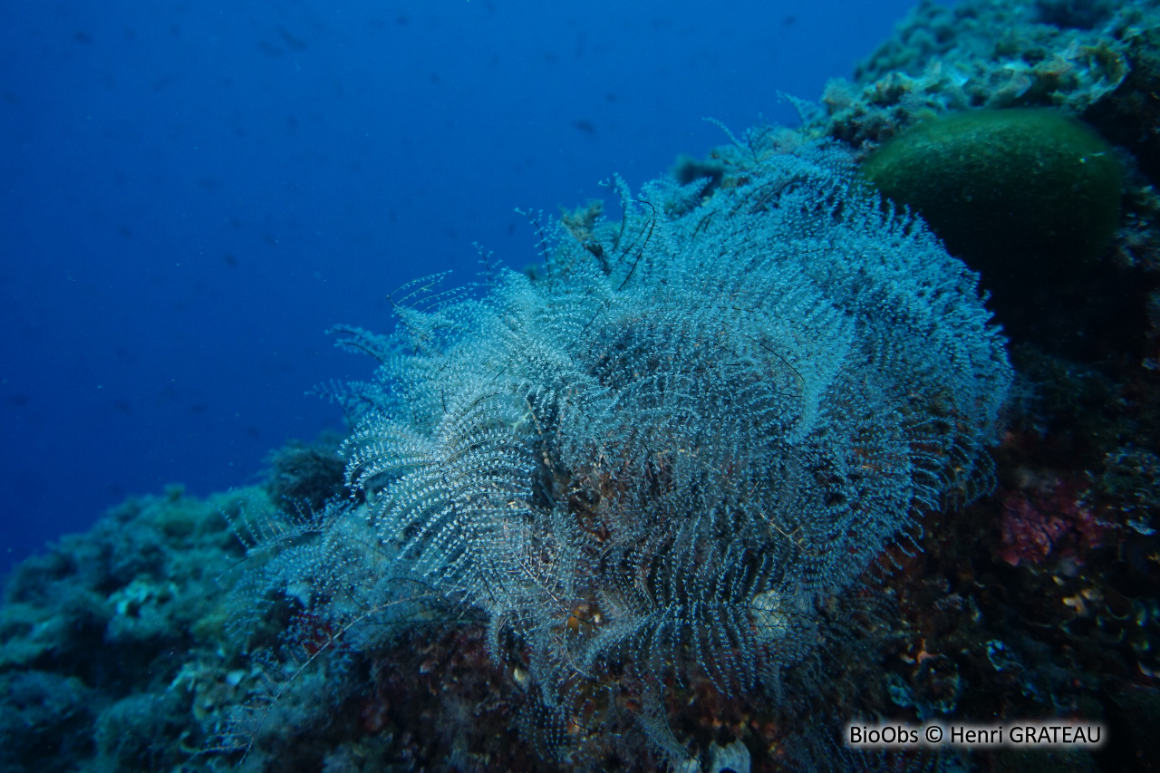 Hydraire des amarres - Pennaria disticha - Henri GRATEAU - BioObs