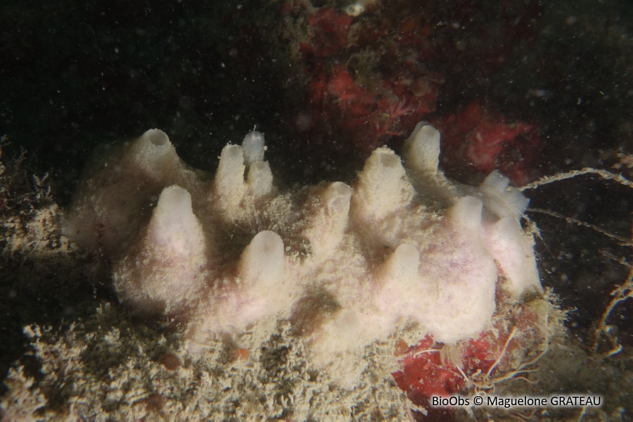Chaline à cheminées roses - Haliclona (Rhizoniera) viscosa - Maguelone GRATEAU - BioObs
