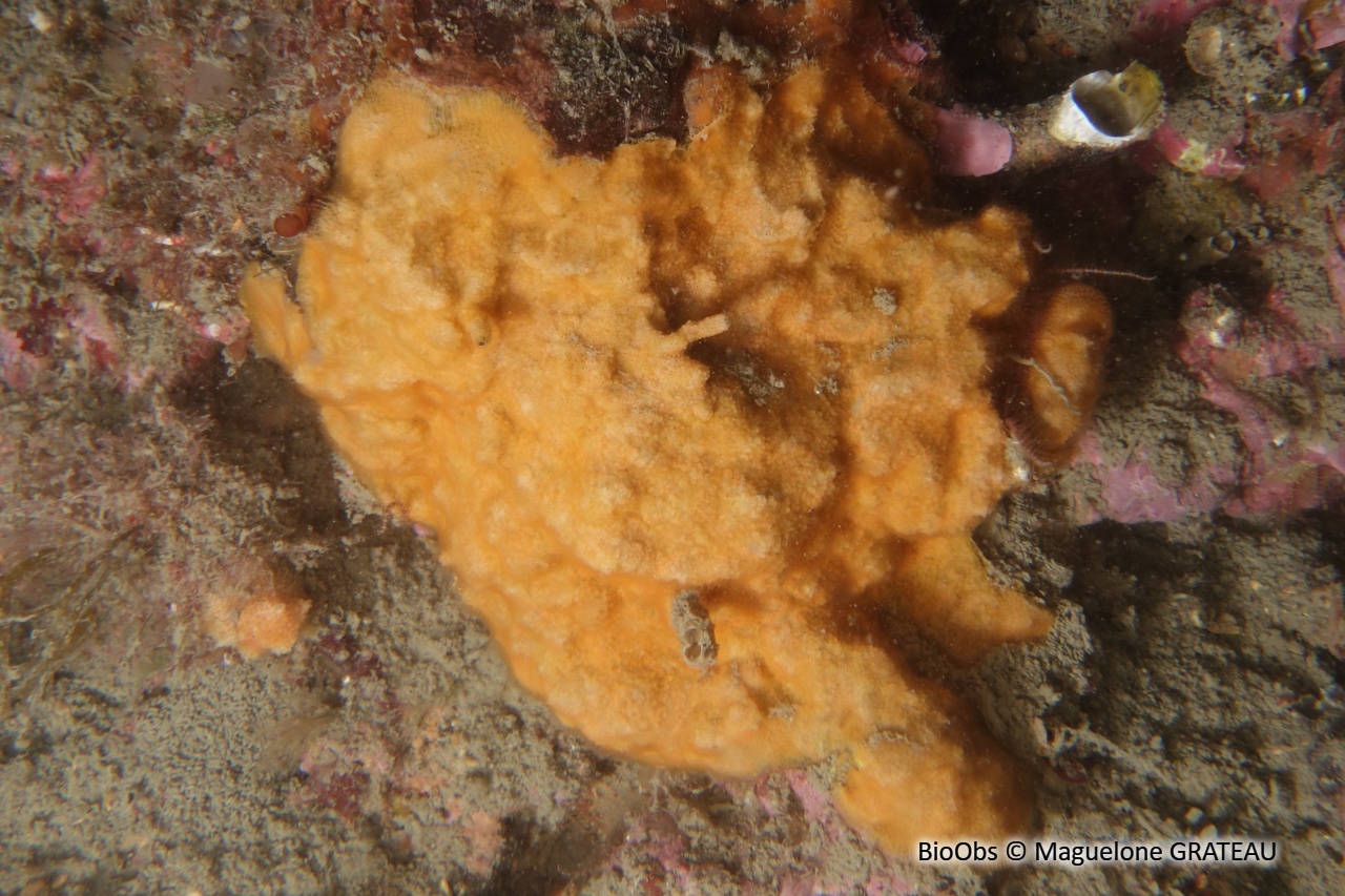 Parasmittine de Rouville - Parasmittina rouvillei - Maguelone GRATEAU - BioObs