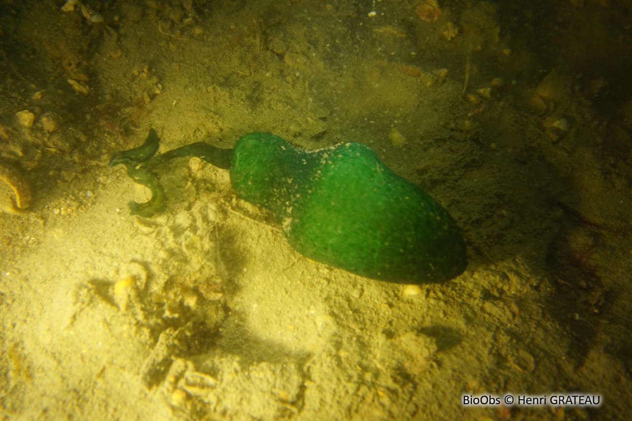 Bonellie - Bonellia viridis - Henri GRATEAU - BioObs