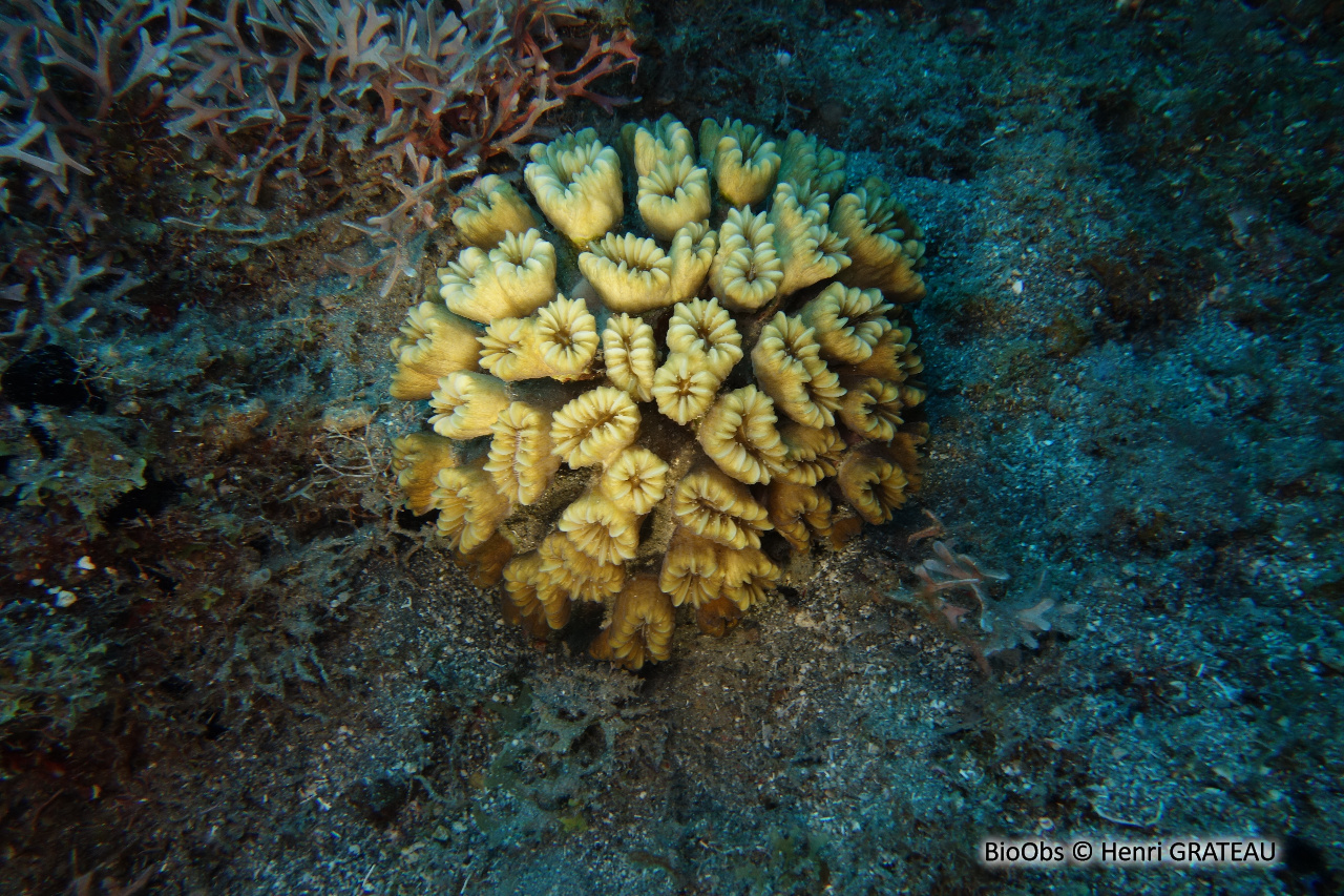 Corail-fleur doux - Eusmilia fastigiata - Henri GRATEAU - BioObs