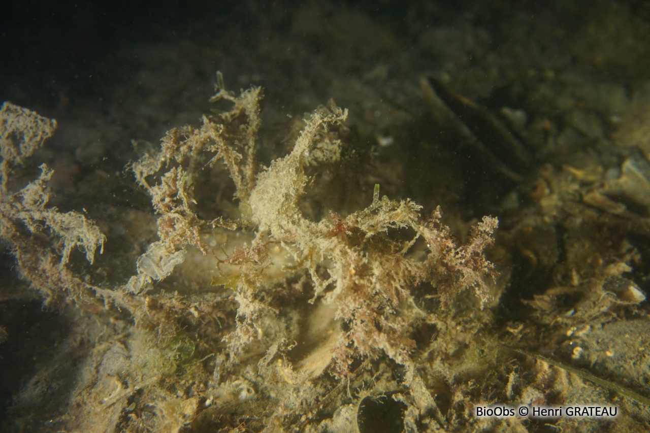 Macropode à longues pattes - Macropodia tenuirostris - Henri GRATEAU - BioObs