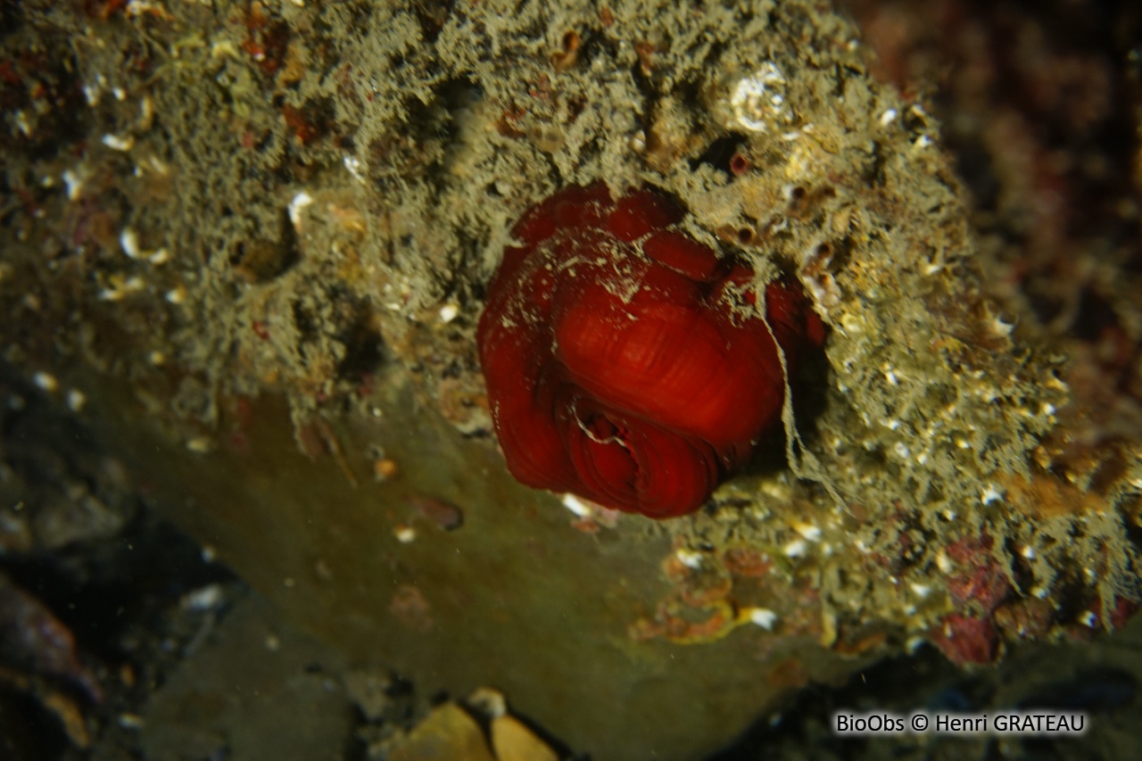 Tomate de mer de Méditerranée - Actinia mediterranea - Henri GRATEAU - BioObs