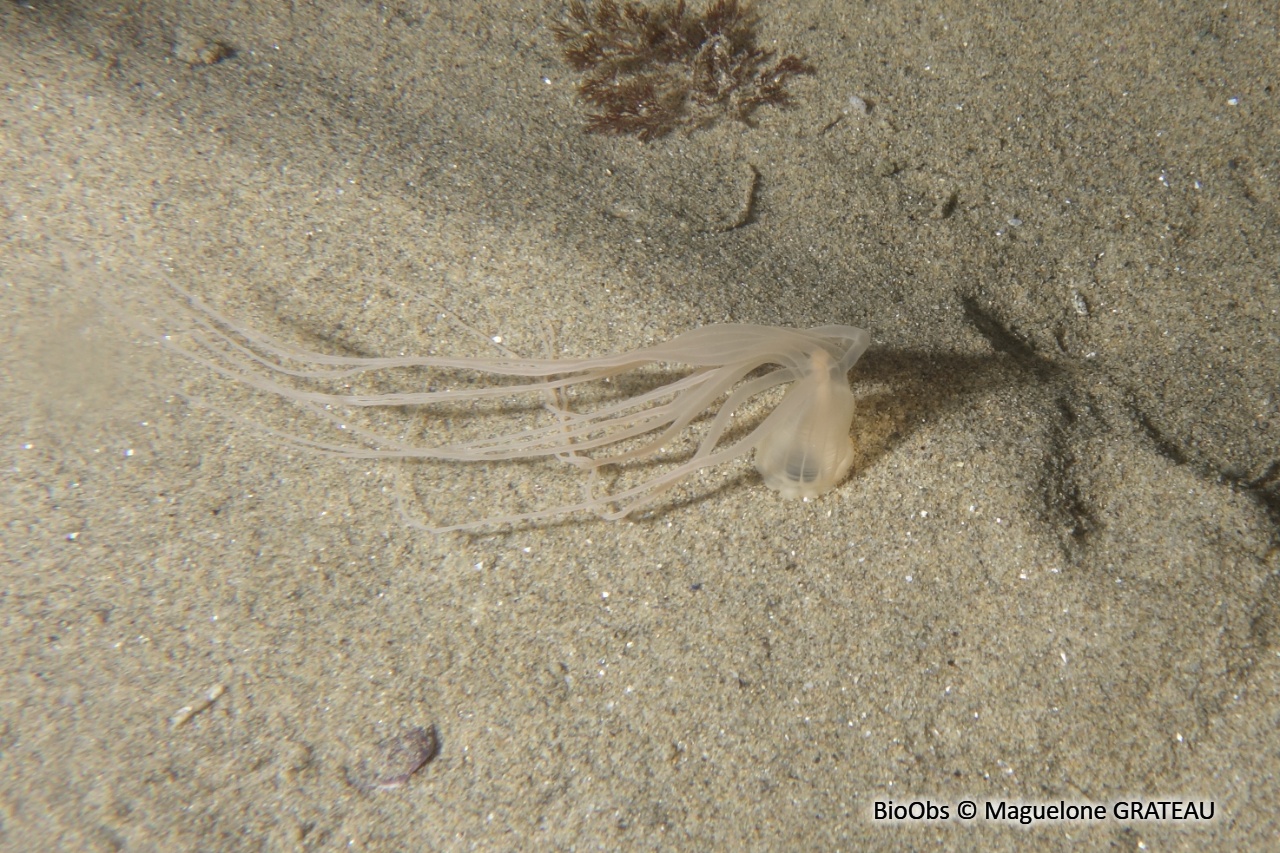 Halcampoïde - Halcampoides purpureus - Maguelone GRATEAU - BioObs