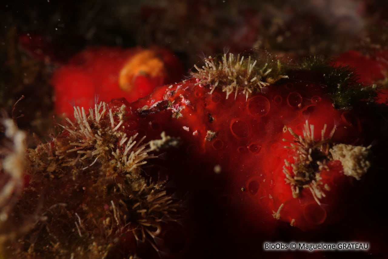 Eponge rouge à cratères - Phorbas topsenti - Maguelone GRATEAU - BioObs