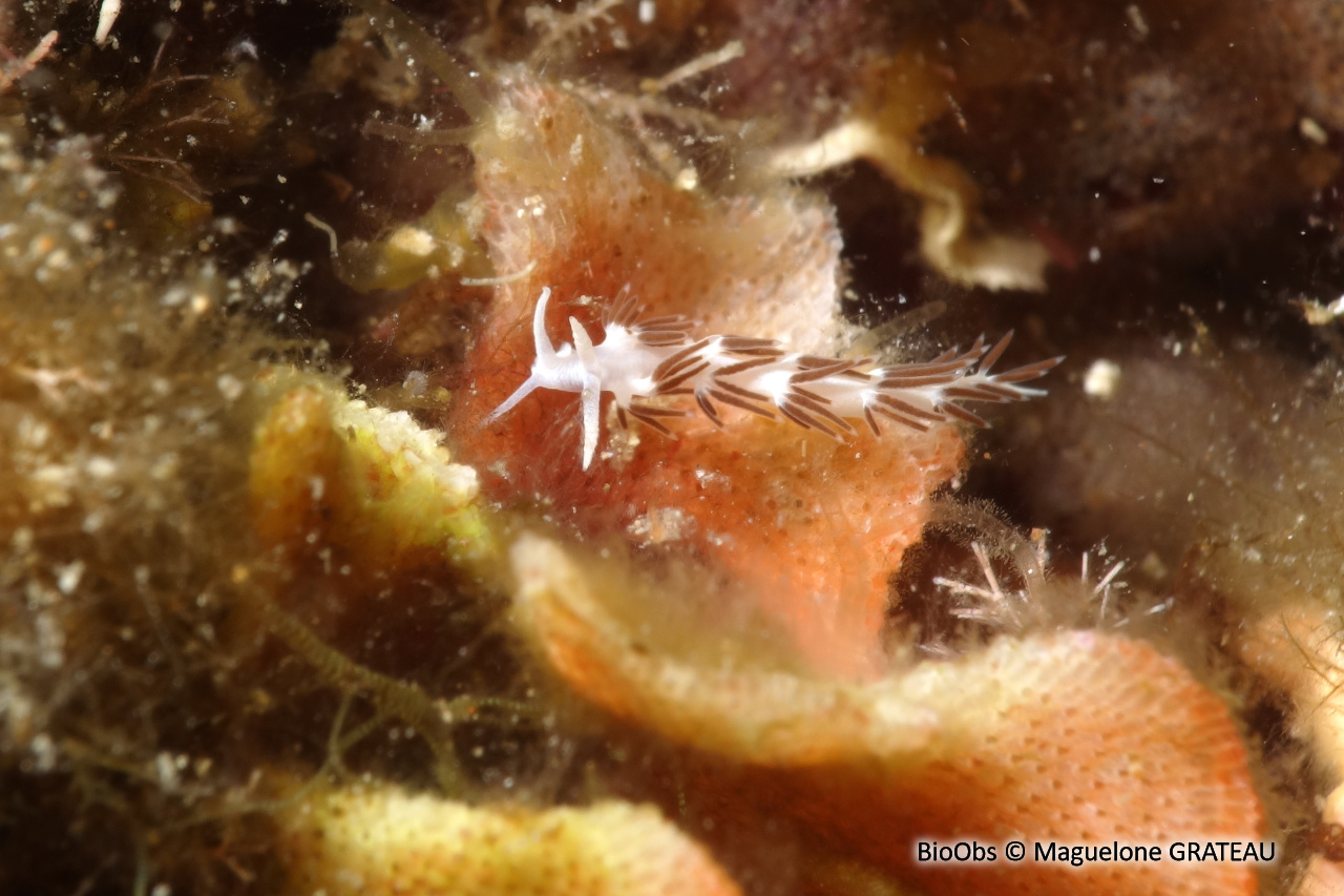 Faceline de la Gabinière - Paraflabellina gabinierei - Maguelone GRATEAU - BioObs