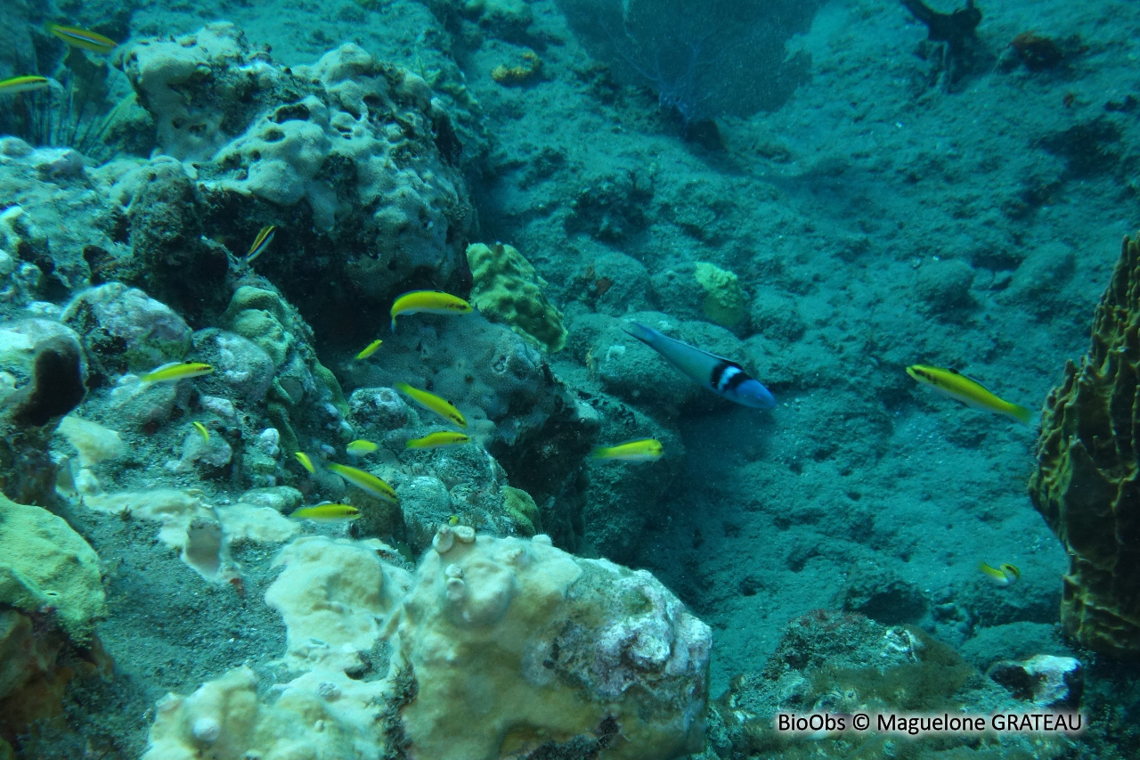 Girelle à tête bleue - Thalassoma bifasciatum - Maguelone GRATEAU - BioObs