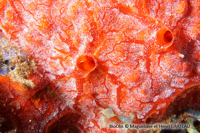 Eponge-cerveau rouge - Monanchora arbuscula - Maguelone GRATEAU - BioObs
