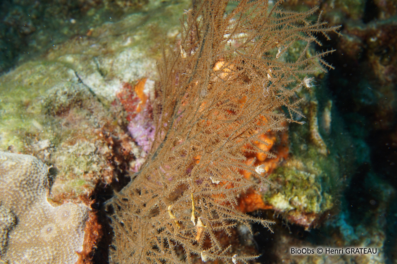 Corail noir à résille - Antipathes lenta / umbratica - Henri GRATEAU - BioObs