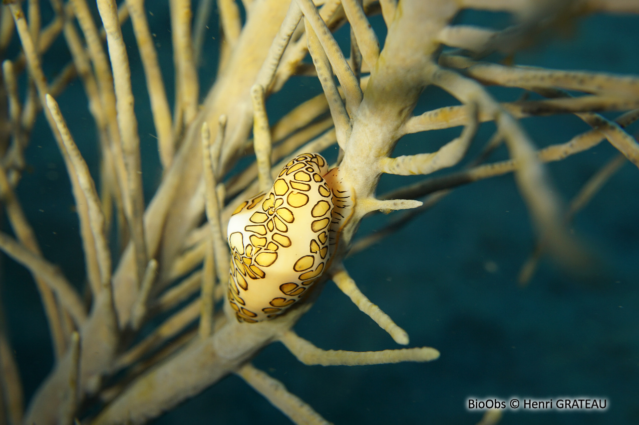 Monnaie caraïbe à ocelles - Cyphoma gibbosum - Henri GRATEAU - BioObs