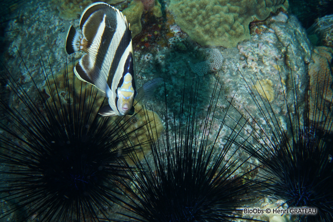 Poisson-papillon strié - Chaetodon striatus - Henri GRATEAU - BioObs