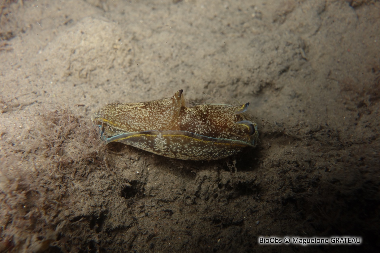 Aglaja charnue - Philinopsis depicta - Maguelone GRATEAU - BioObs