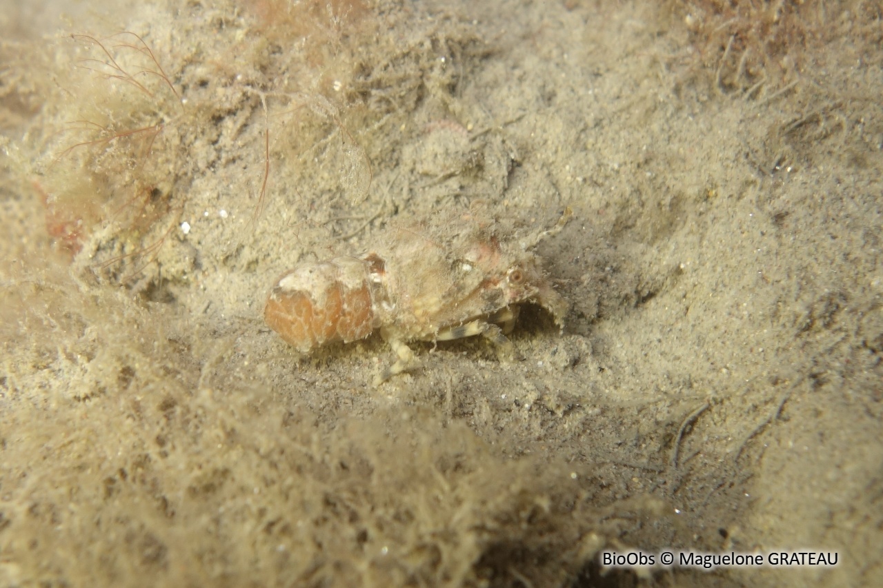 Cigale de mer naine - Scyllarus pygmaeus - Maguelone GRATEAU - BioObs