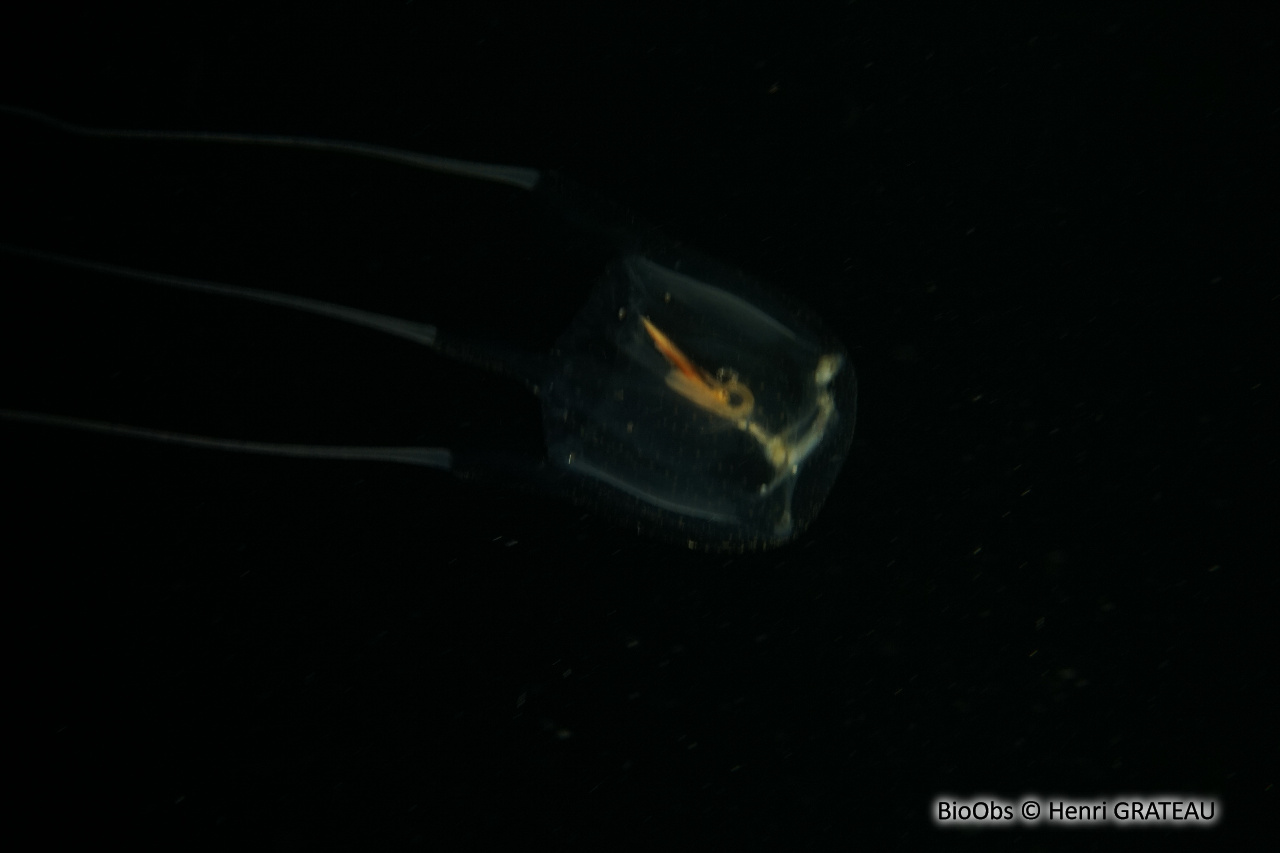 Carybdée marsupiale - Carybdea marsupialis - Henri GRATEAU - BioObs