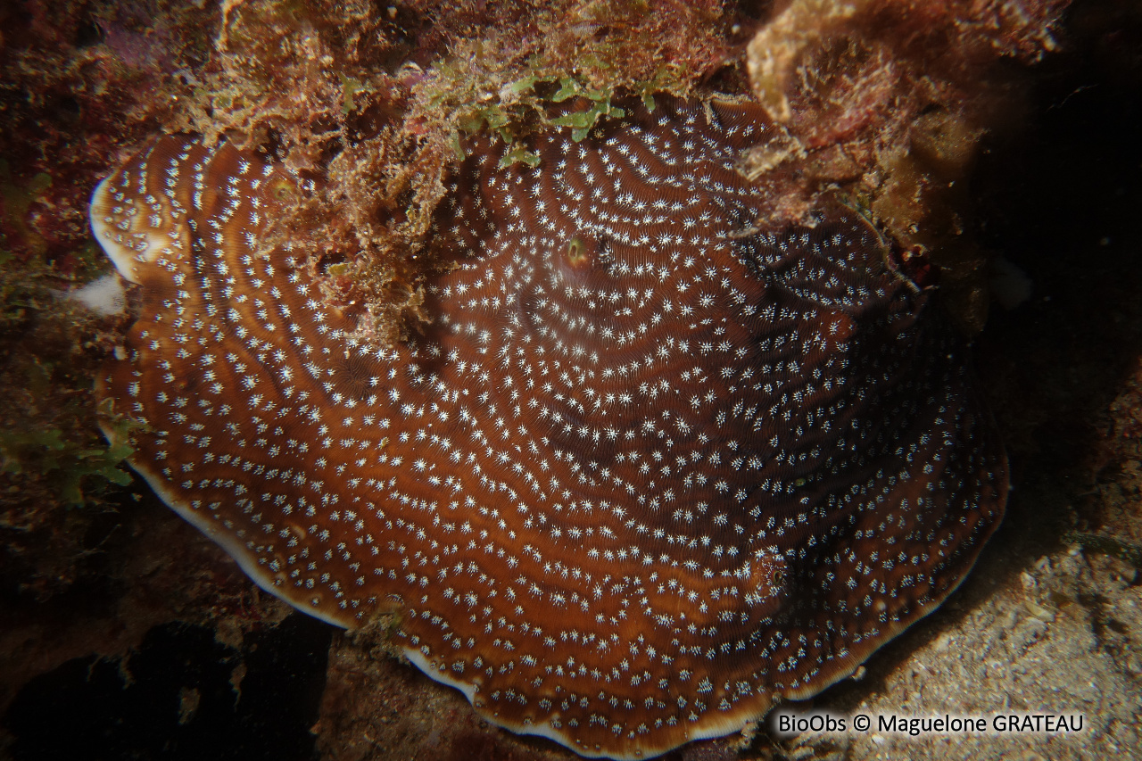 Agarice de Lamarck - Agaricia lamarcki - Maguelone GRATEAU - BioObs