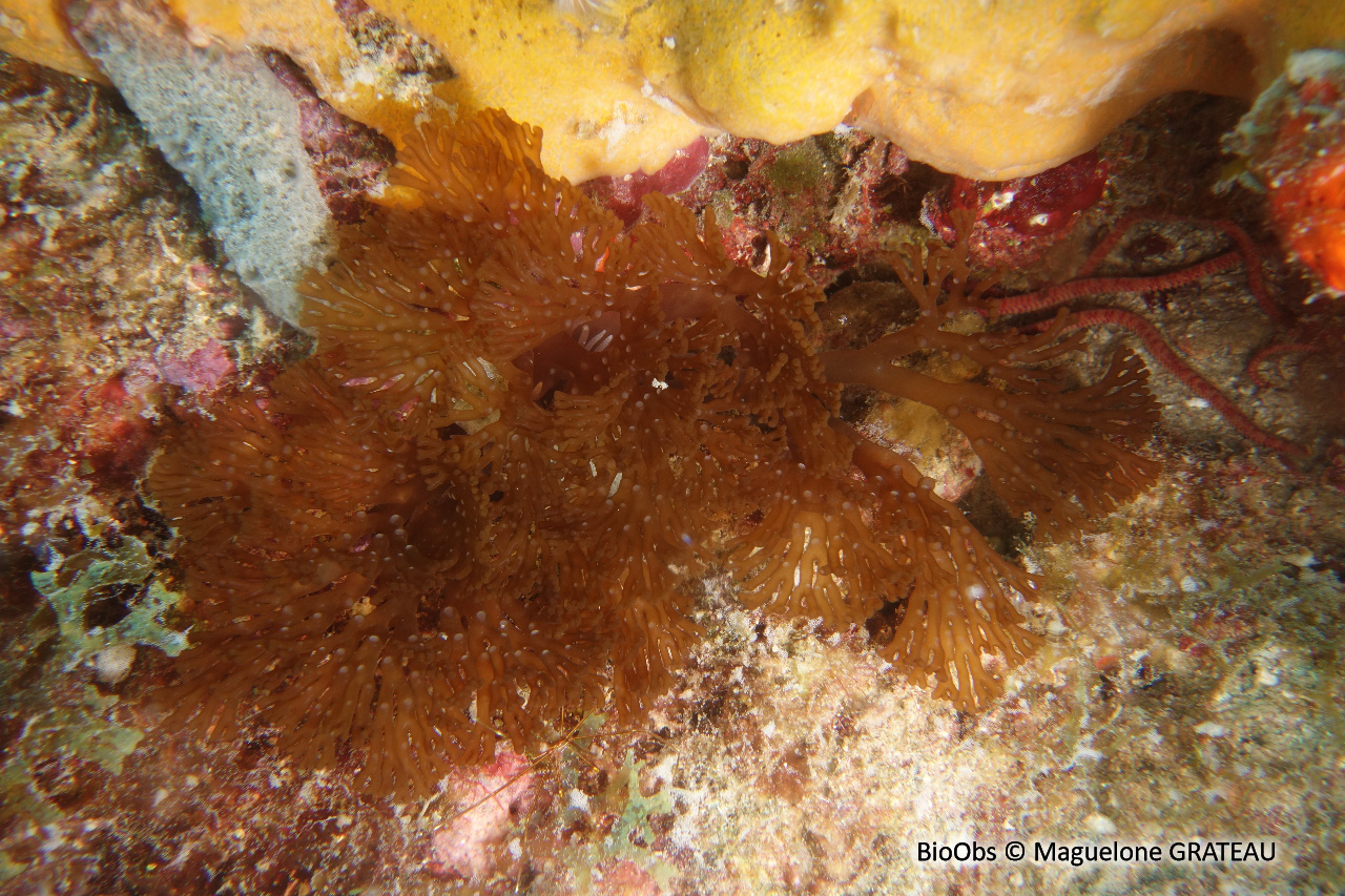 Anémone à rameaux - Lebrunia neglecta - Maguelone GRATEAU - BioObs