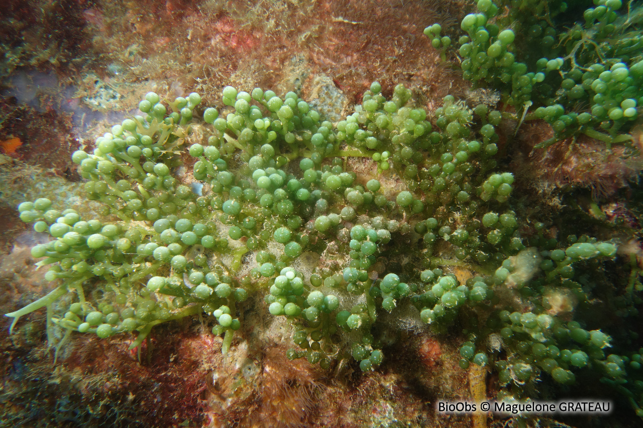 Caulerpe turbinata - Caulerpa racemosa var. turbinata - Maguelone GRATEAU - BioObs
