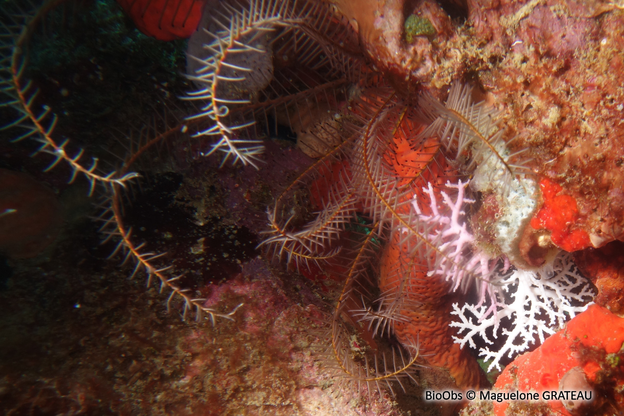 Comatule perlée - Davidaster discoideus - Maguelone GRATEAU - BioObs