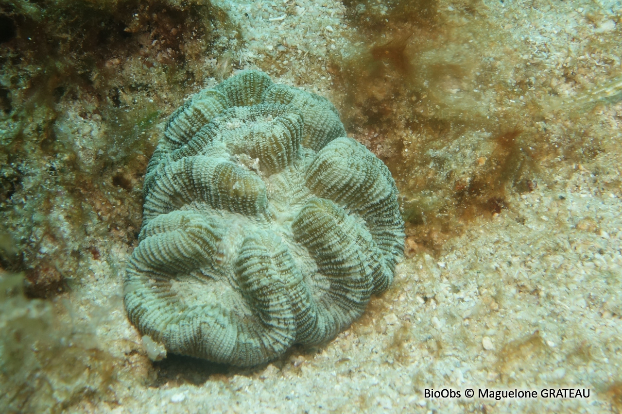 Corail cactus sinueux - Isophyllia sinuosa - Maguelone GRATEAU - BioObs