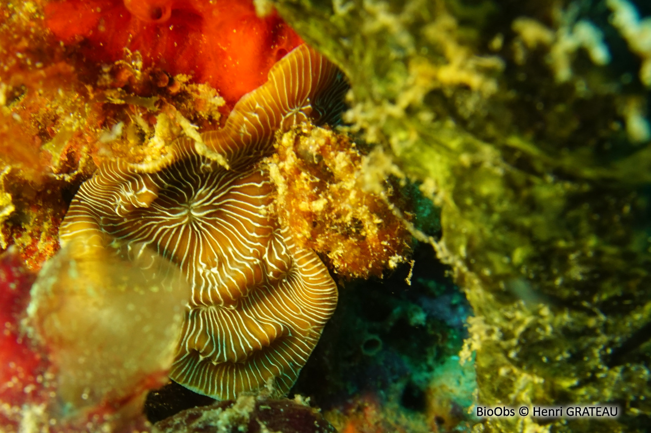 Corail-laitue rayon de soleil - Helioseris cucullata - Henri GRATEAU - BioObs