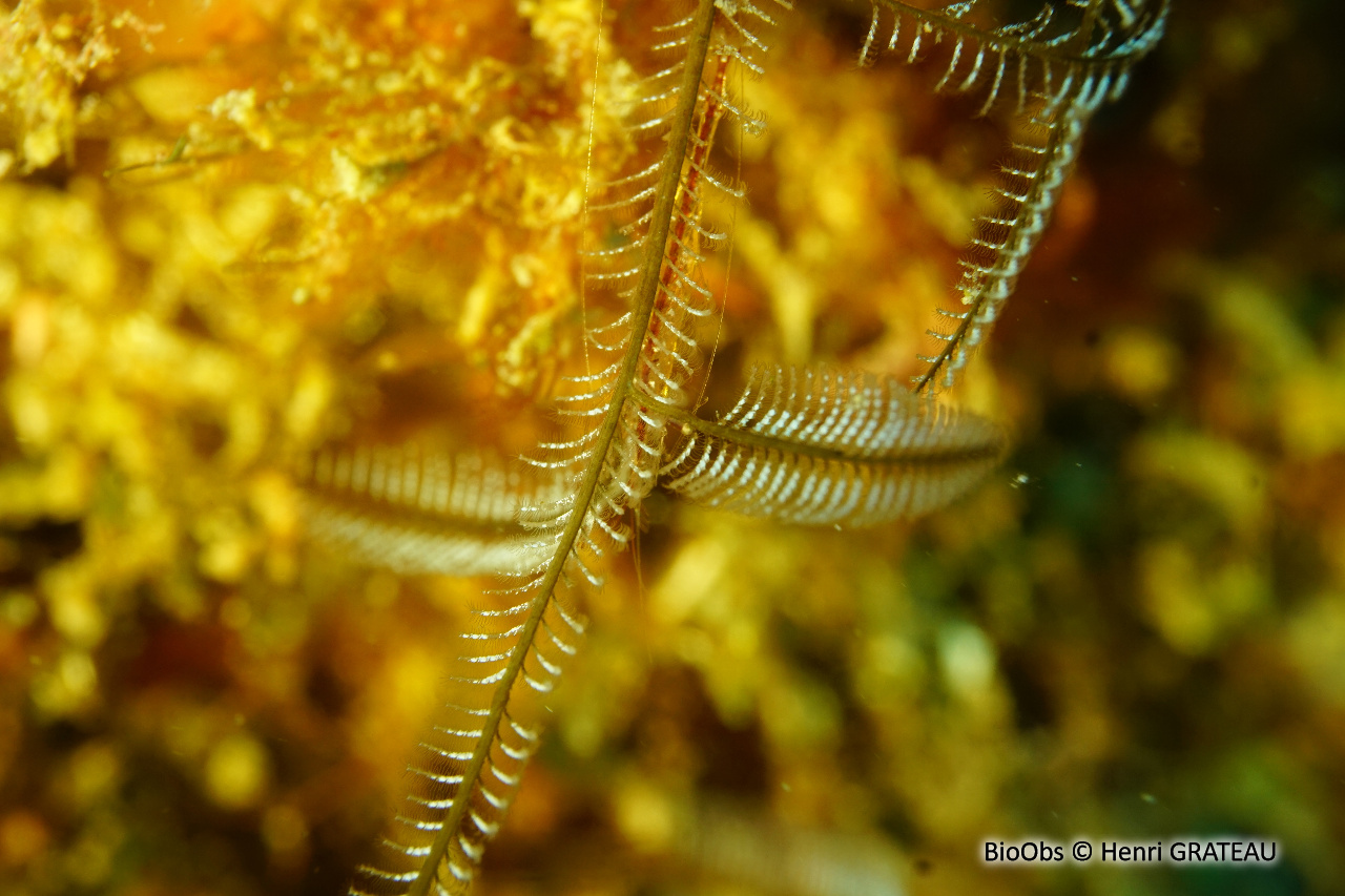 Hydraire buisson ardent - Macrorhynchia philippina - Henri GRATEAU - BioObs