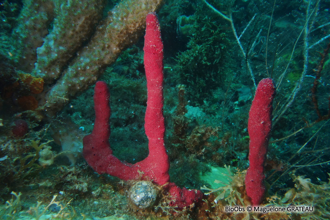 Eponge-corde rouge sang - Amphimedon compressa - Maguelone GRATEAU - BioObs