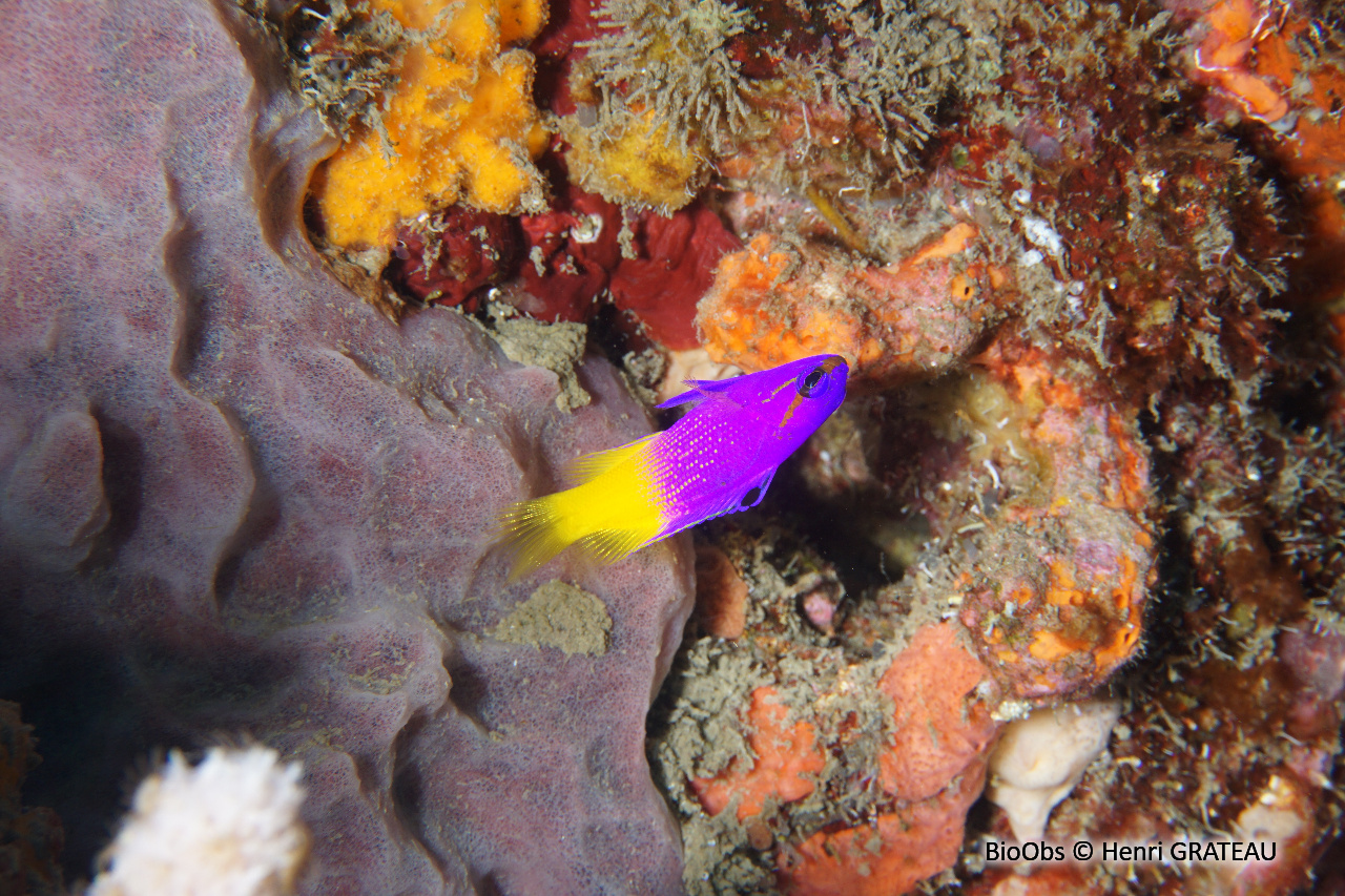 Gramma royal - Gramma loreto - Henri GRATEAU - BioObs