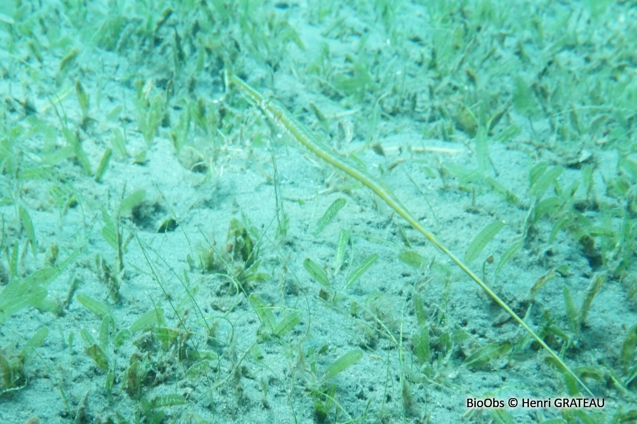 Poisson-flûte bleu - Fistularia tabacaria - Henri GRATEAU - BioObs