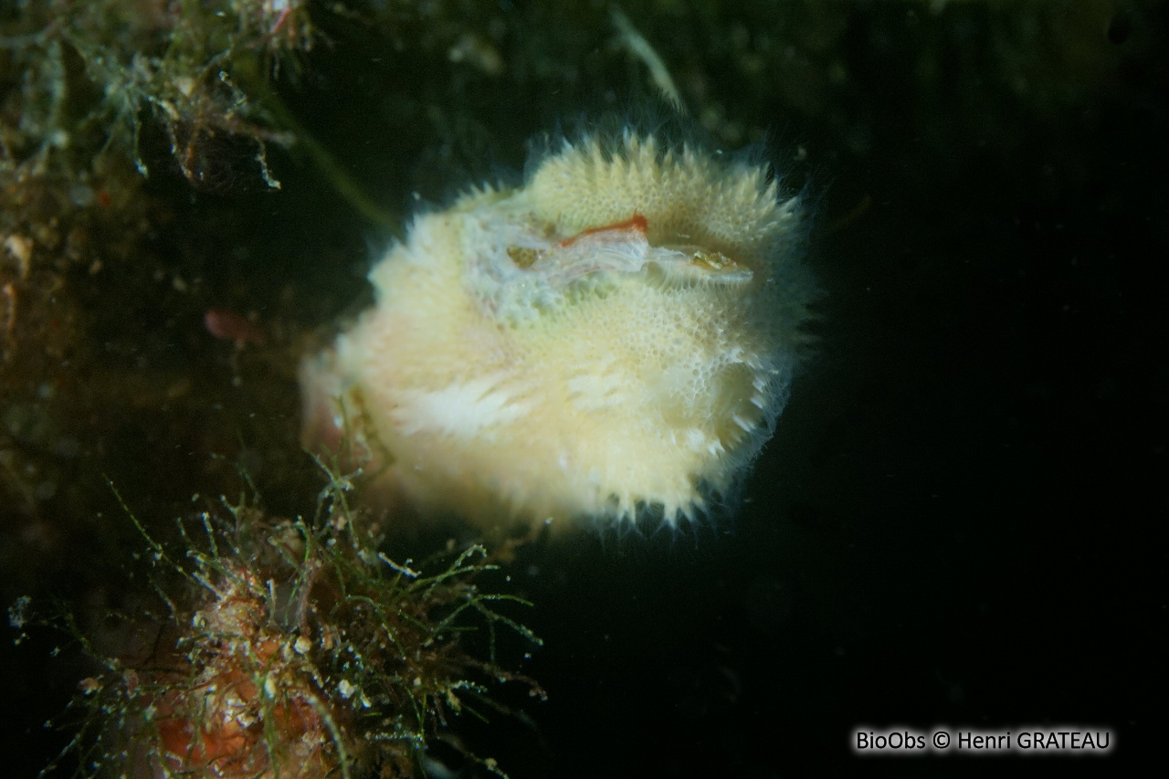 Disporelle napolitaine - Disporella hispida - Henri GRATEAU - BioObs
