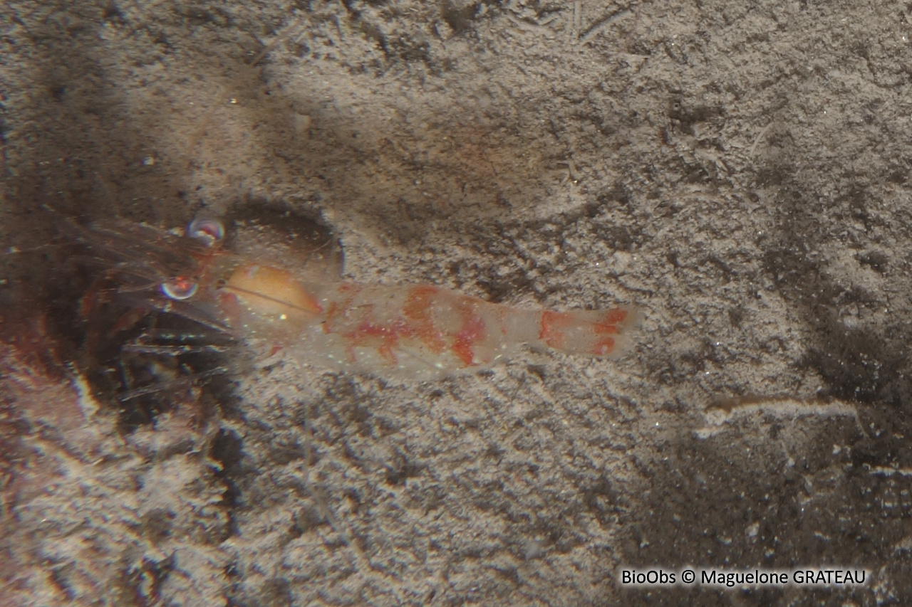 Crevette autruche à gros yeux - Processa macrophthalma - Maguelone GRATEAU - BioObs