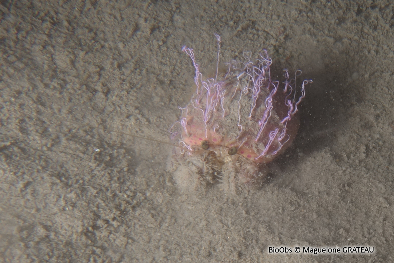 Anémone commensale - Adamsia palliata - Maguelone GRATEAU - BioObs