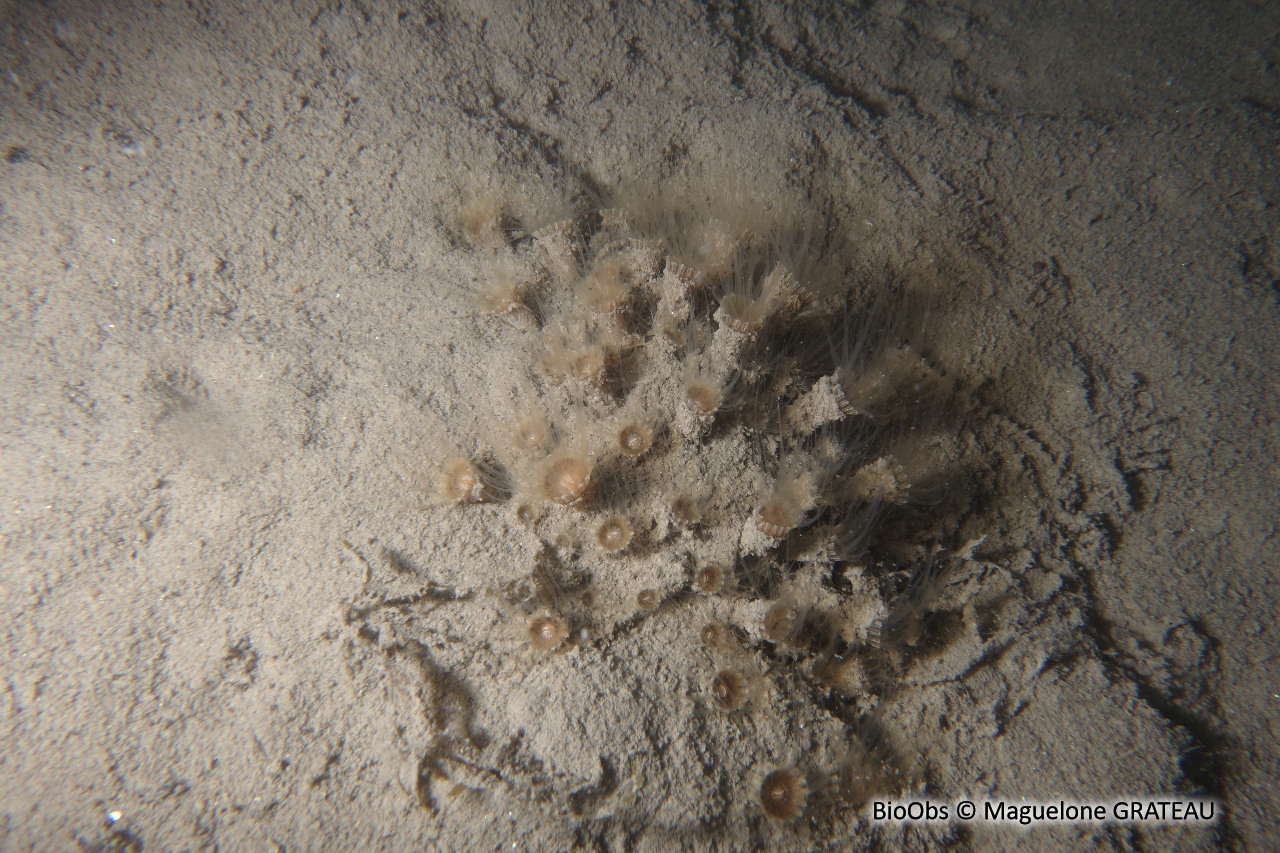 Anémone encroûtante beige - Epizoanthus arenaceus - Maguelone GRATEAU - BioObs