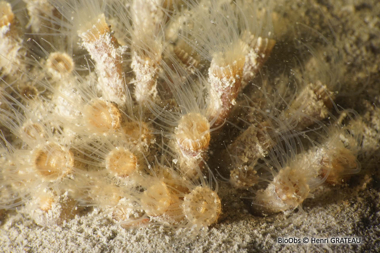 Anémone encroûtante beige - Epizoanthus arenaceus - Henri GRATEAU - BioObs