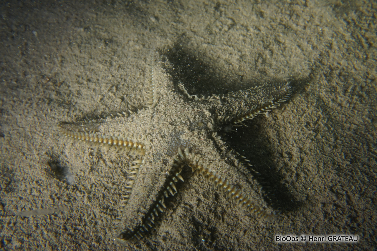 Etoile-peigne à piquants plats - Astropecten platyacanthus - Henri GRATEAU - BioObs