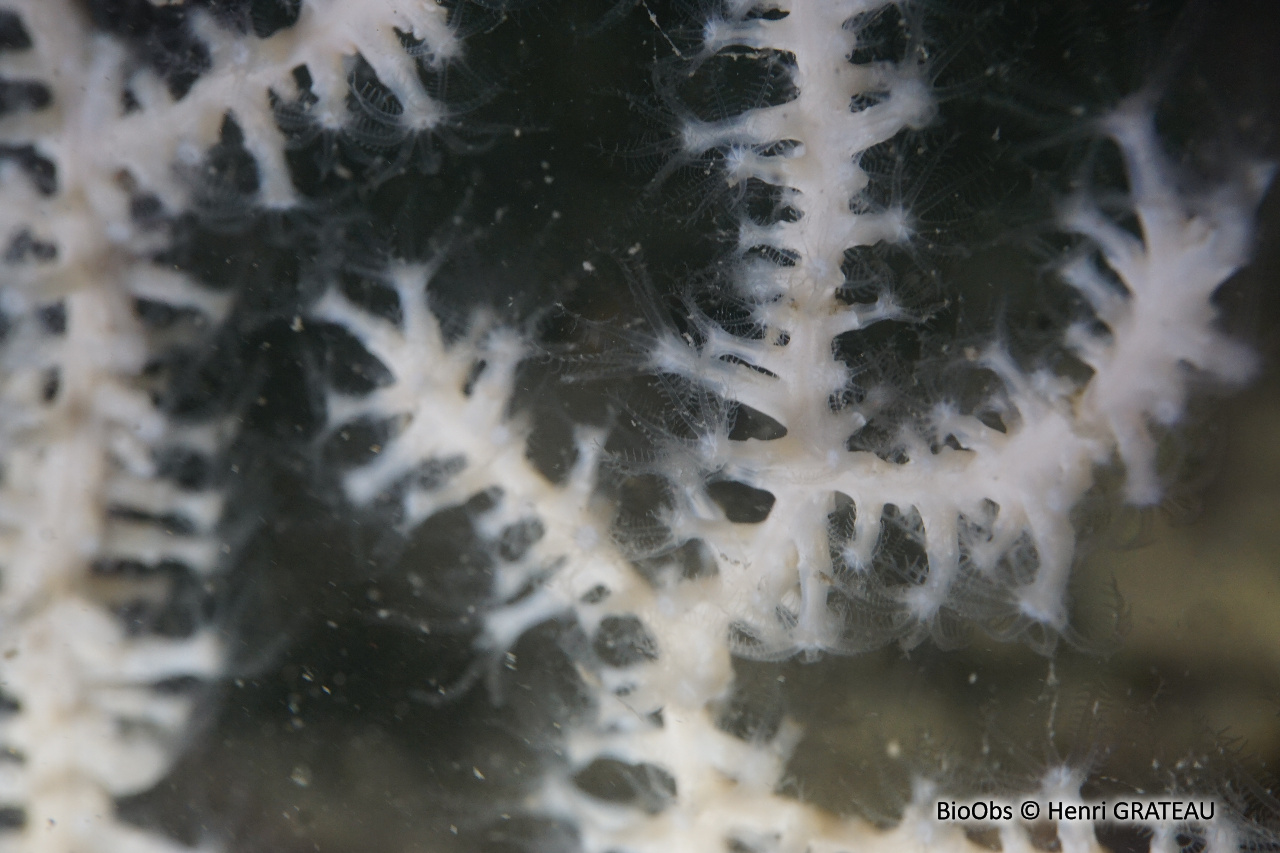 Gorgone verruqueuse - Eunicella verrucosa - Henri GRATEAU - BioObs